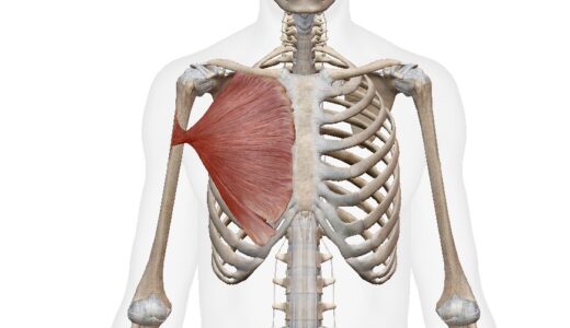 大胸筋を鍛えて猫背を改善する
